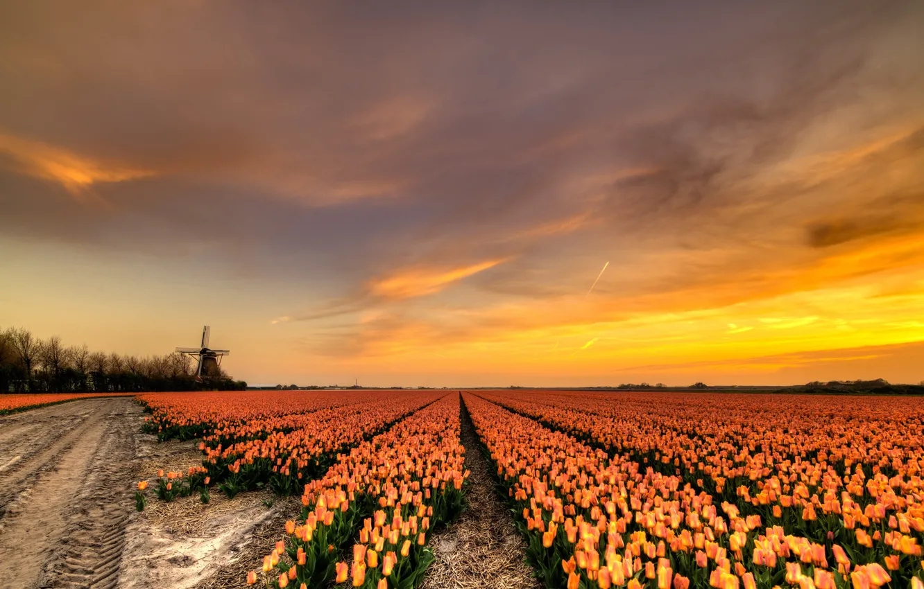 Photo wallpaper road, field, the sky, clouds, light, trees, sunset, flowers