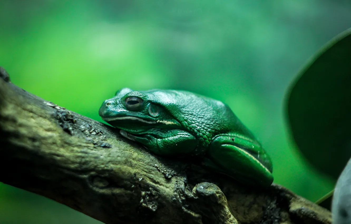 Photo wallpaper green, tree, aquarium, branch, toad, frog, zoo
