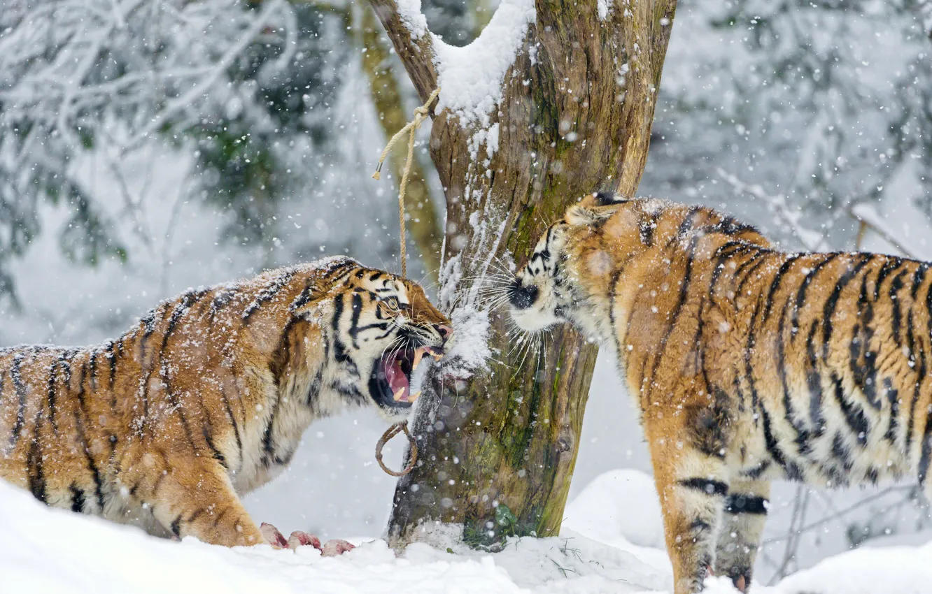 Photo wallpaper winter, snow, tree, predator, pair, fangs, big cat, the Amur tiger