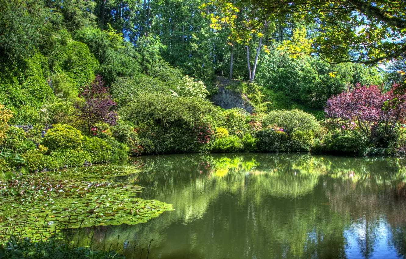 Photo wallpaper trees, pond, garden, Canada, Sunny, the bushes, Victoria, duckweed