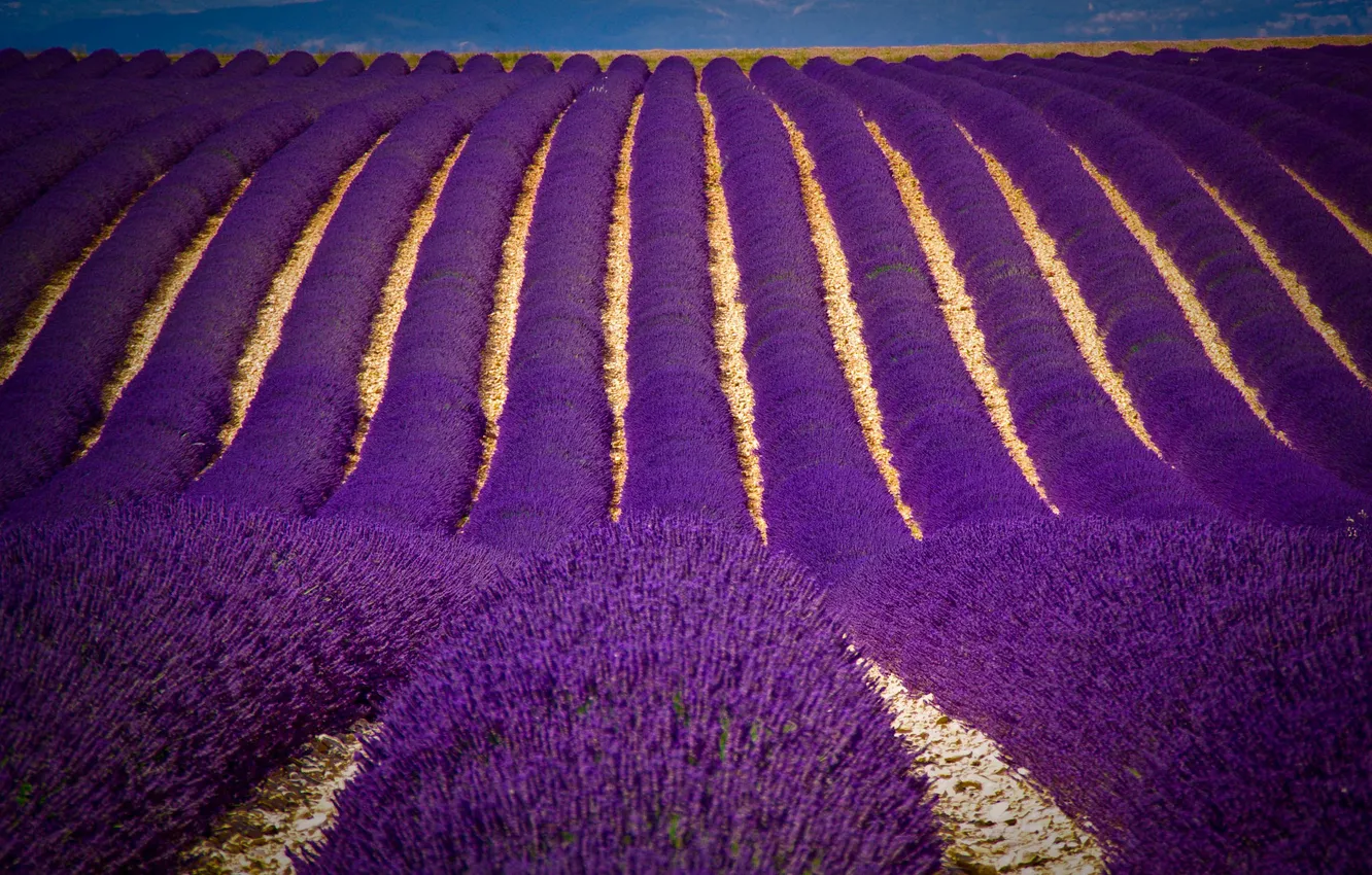 Photo wallpaper field, carpet, lavender