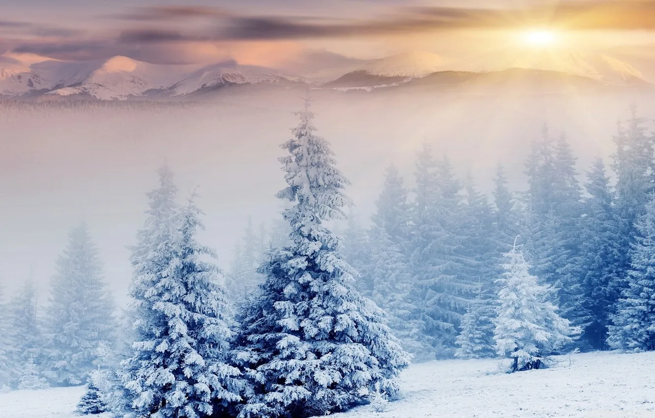 Photo wallpaper winter, forest, snow, trees, nature