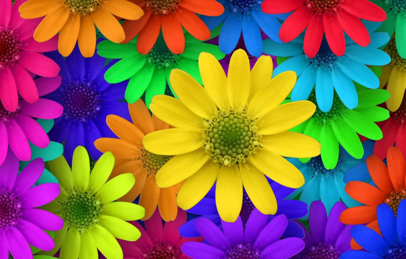 Photo wallpaper macro, flowers, colorful, garden, colorful, flowers, macro, garden