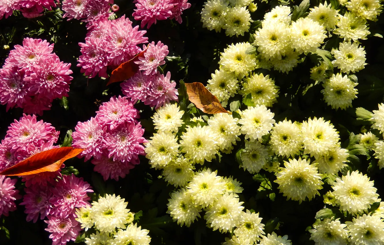 Photo wallpaper grass, flowers, widescreen, Wallpaper, wallpaper, widescreen, background, the Wallpapers