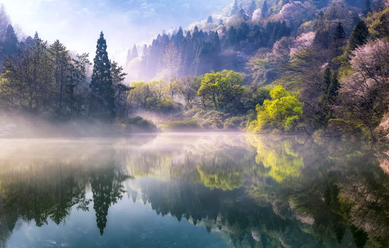 Photo wallpaper trees, nature, fog, lake, spring, morning, South Korea, South Korea