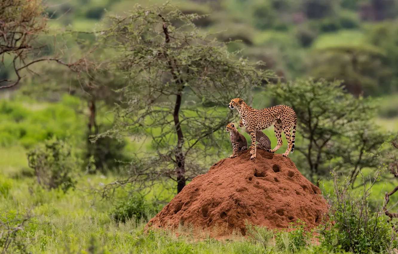 Photo wallpaper trees, nature, pose, hills, baby, Cheetah, mom