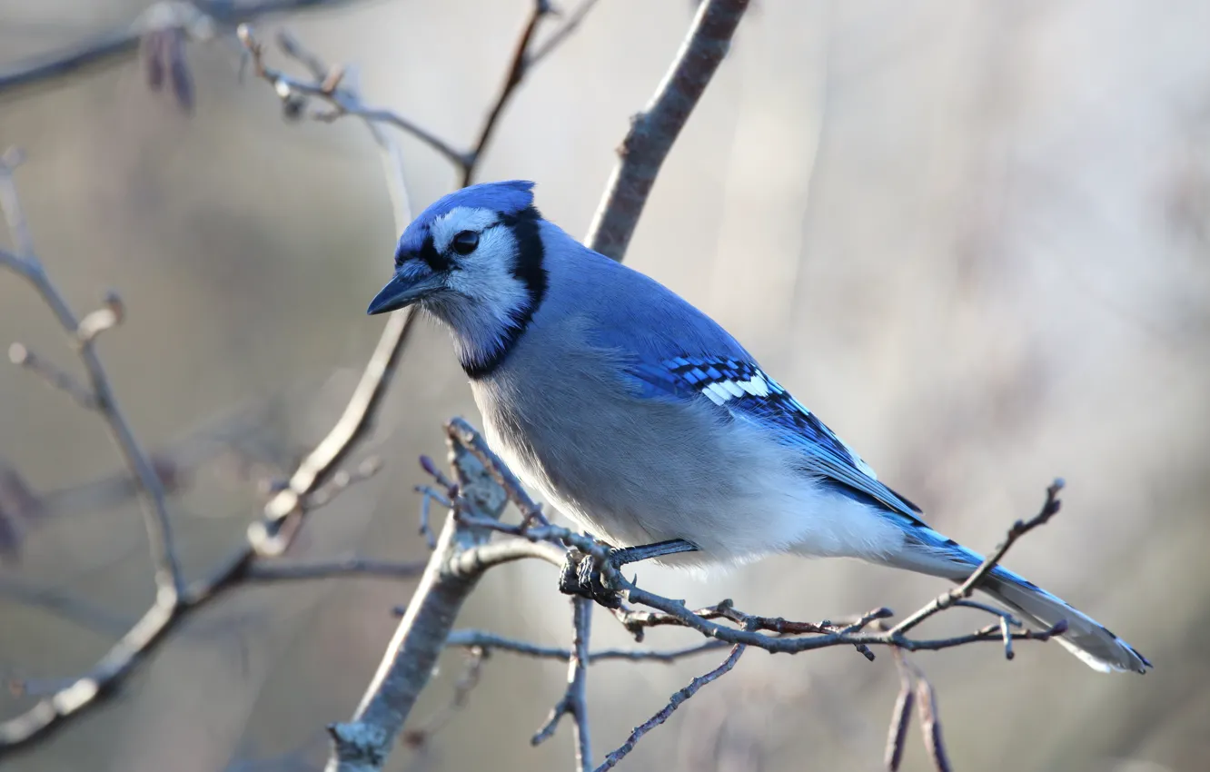 Photo wallpaper branches, background, bird, blue, blue Jay, Jay