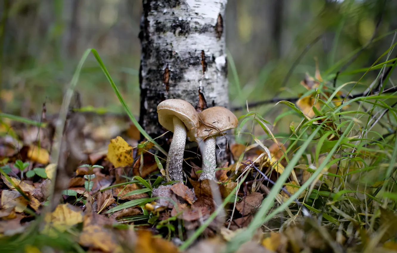 Photo wallpaper autumn, forest, mushrooms, boletus