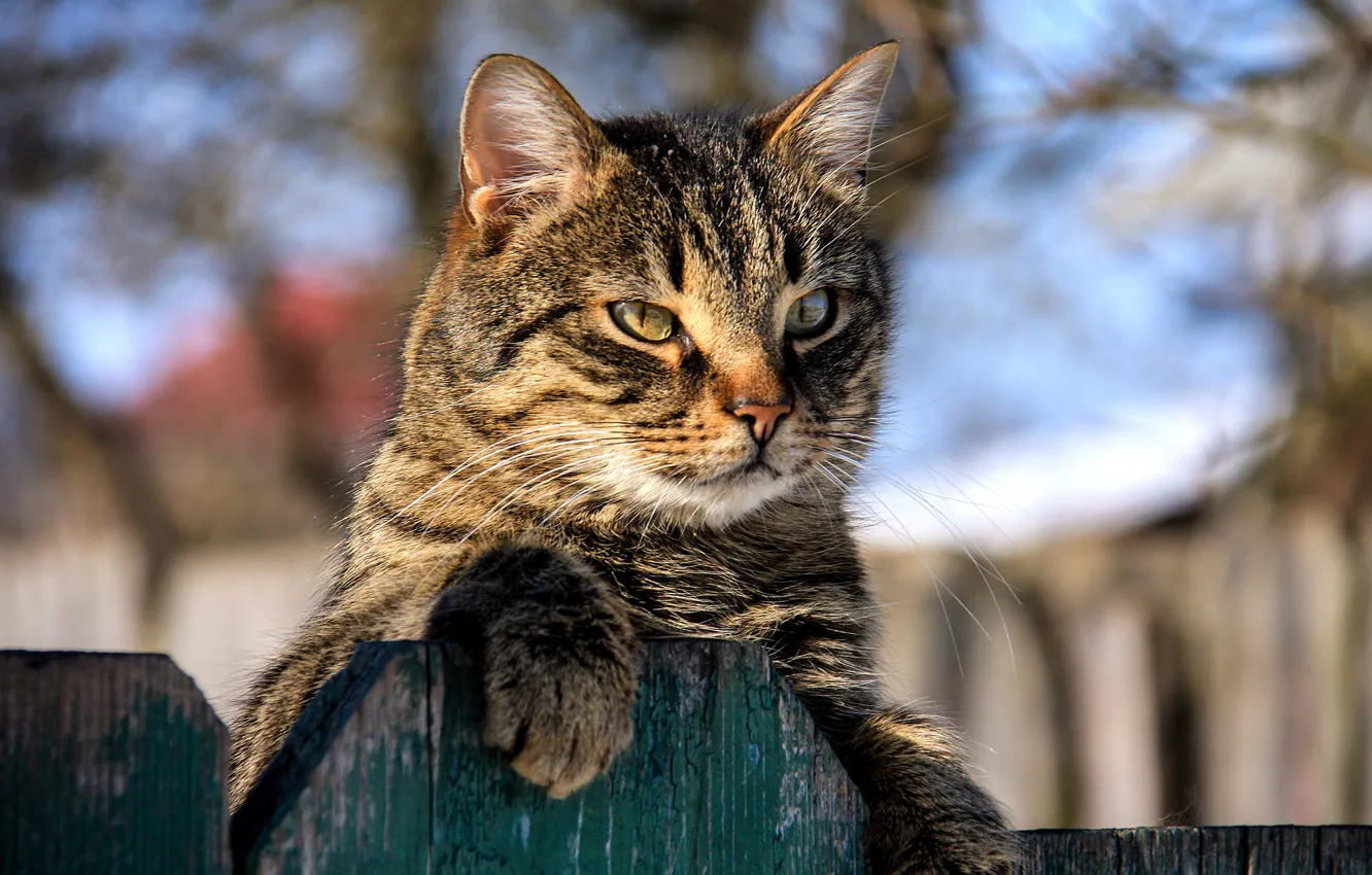 Photo wallpaper cat, the fence, muzzle, cat, Igor Denisov