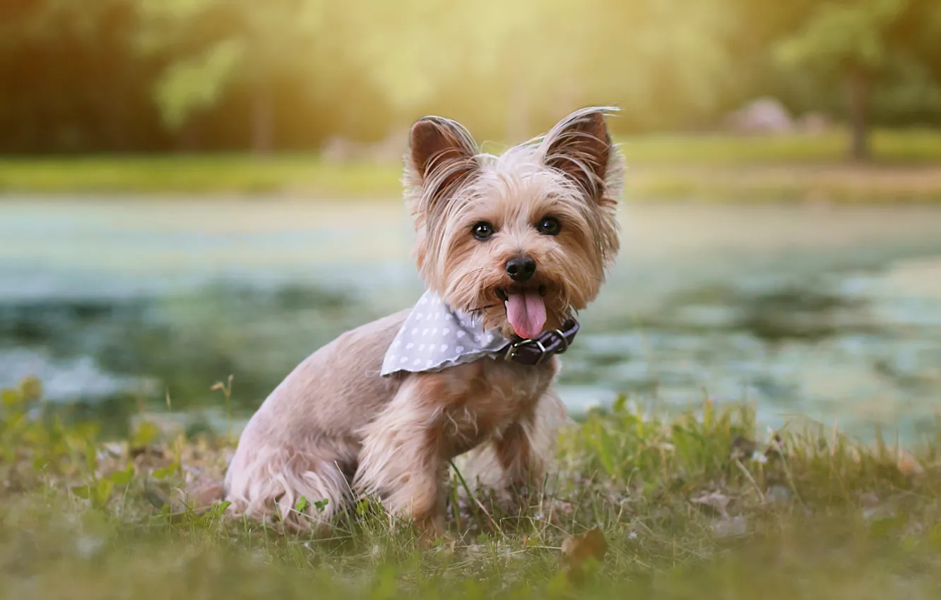Photo wallpaper language, grass, look, nature, shore, dog, collar, face