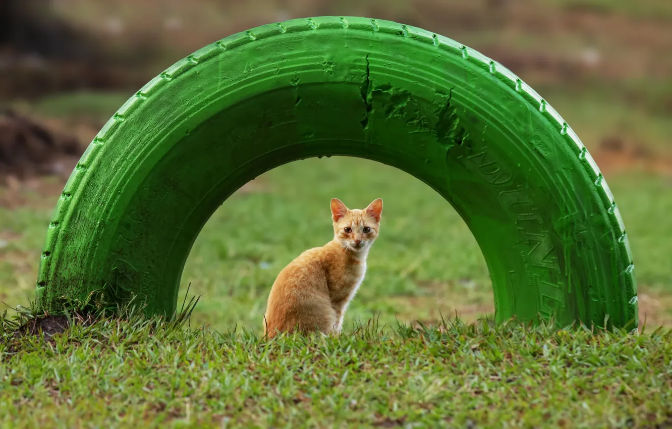 Photo wallpaper cat, grass, look, nature, glade, wheel, tires, red