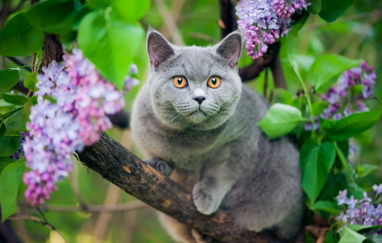 Photo wallpaper cat, cat, look, trees, flowers, branches, nature, grey