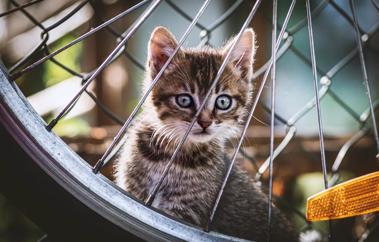 Photo wallpaper wheel, kitty, Fabio Grandis