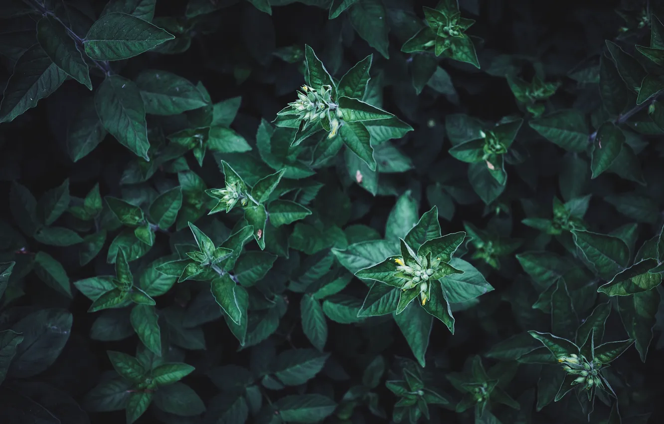 Photo wallpaper leaves, green, plant