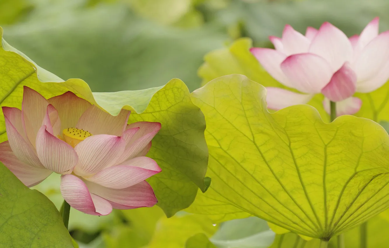Photo wallpaper leaves, nature, petals, Lotus