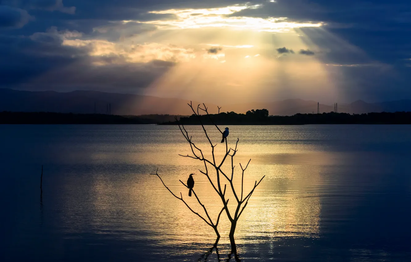 Photo wallpaper night, river, bird