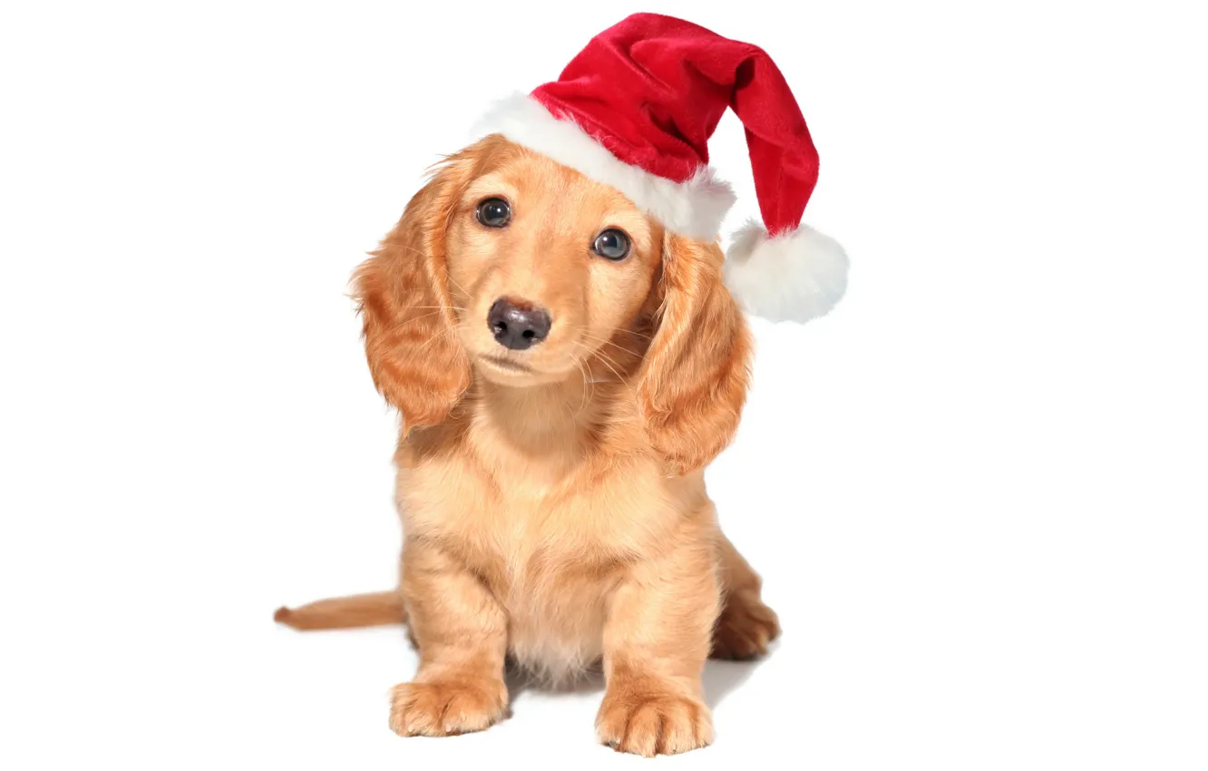 Photo wallpaper red, holiday, new year, dog, puppy, white background, Wallpaper from lolita777, the Santa hat