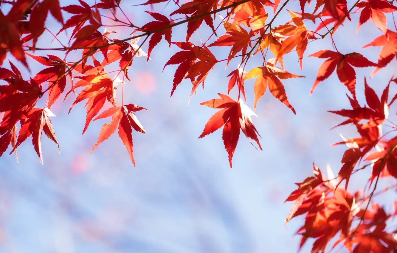 Photo wallpaper autumn, leaves, colorful, maple, autumn, leaves, autumn, maple