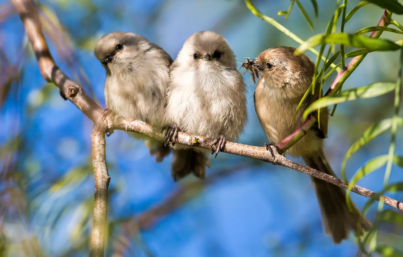 Photo wallpaper leaves, light, branches, bird, insect, trio, care, mom