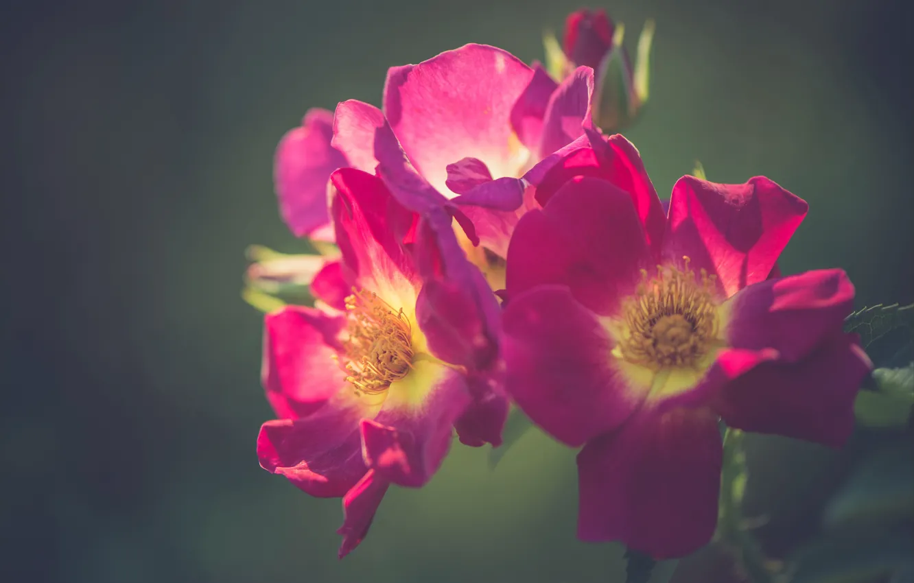 Photo wallpaper macro, background, roses, petals