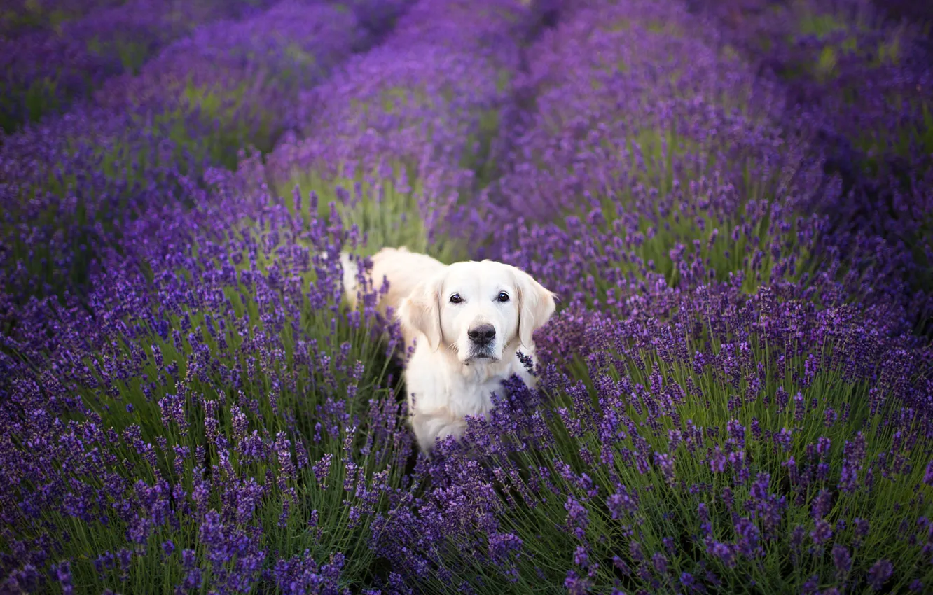 Photo wallpaper flowers, dog, white, walk, lavender, Retriever, lavender field