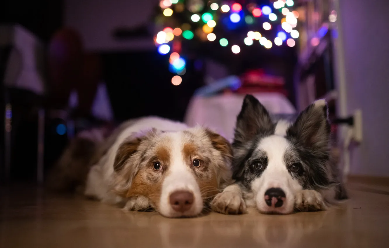 Photo wallpaper look, lights, pose, each, room, furniture, tree, new year