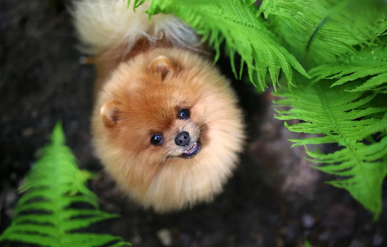 Photo wallpaper dog, fern, Pomeranian