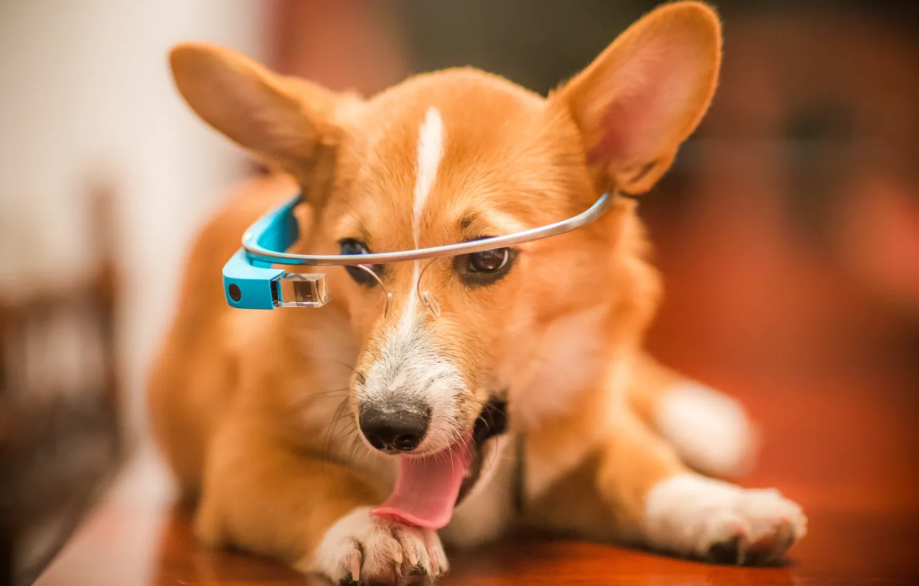 Photo wallpaper language, look, face, dog, headphones