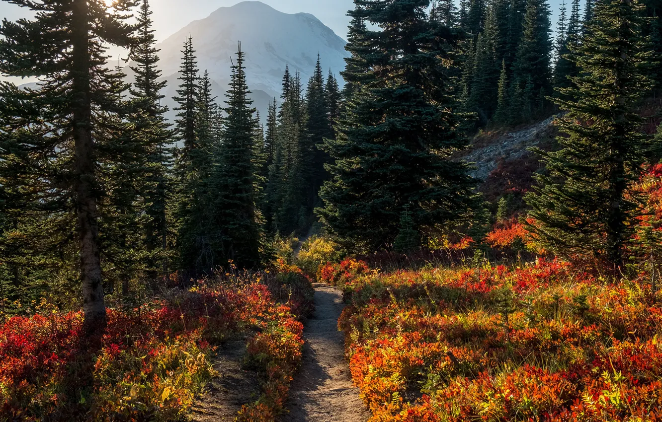 Photo wallpaper forest, grass, the sun, trees, mountains, trail, slope, USA