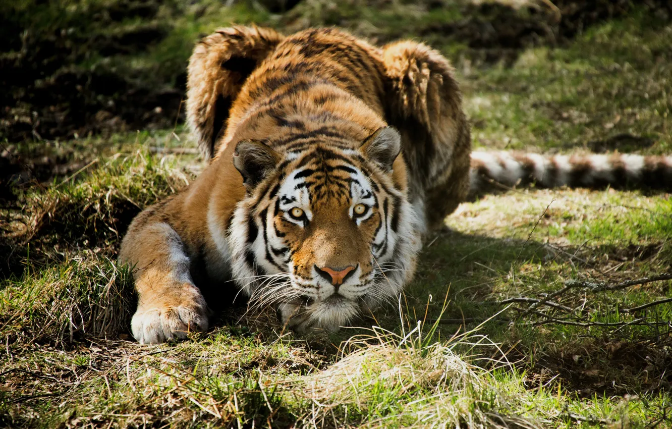 Photo wallpaper grass, tiger, predator, hunting, lying