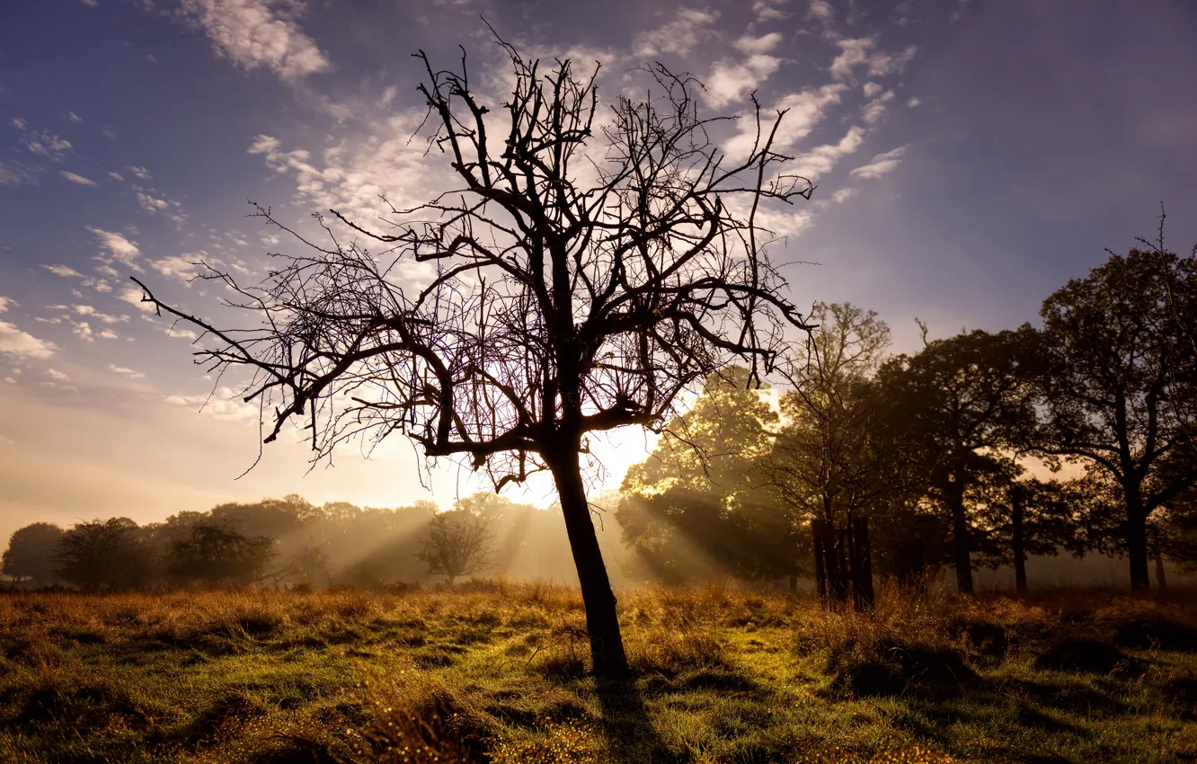 Photo wallpaper light, trees, morning