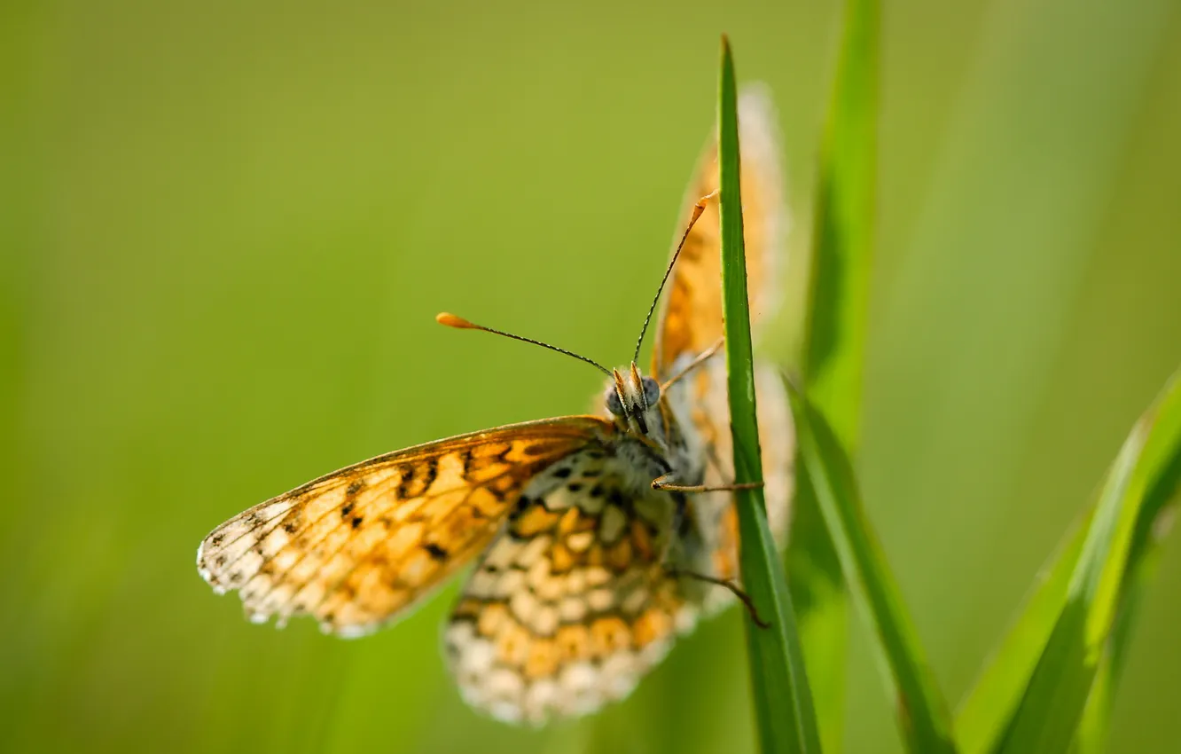 Photo wallpaper nature, background, butterfly, color