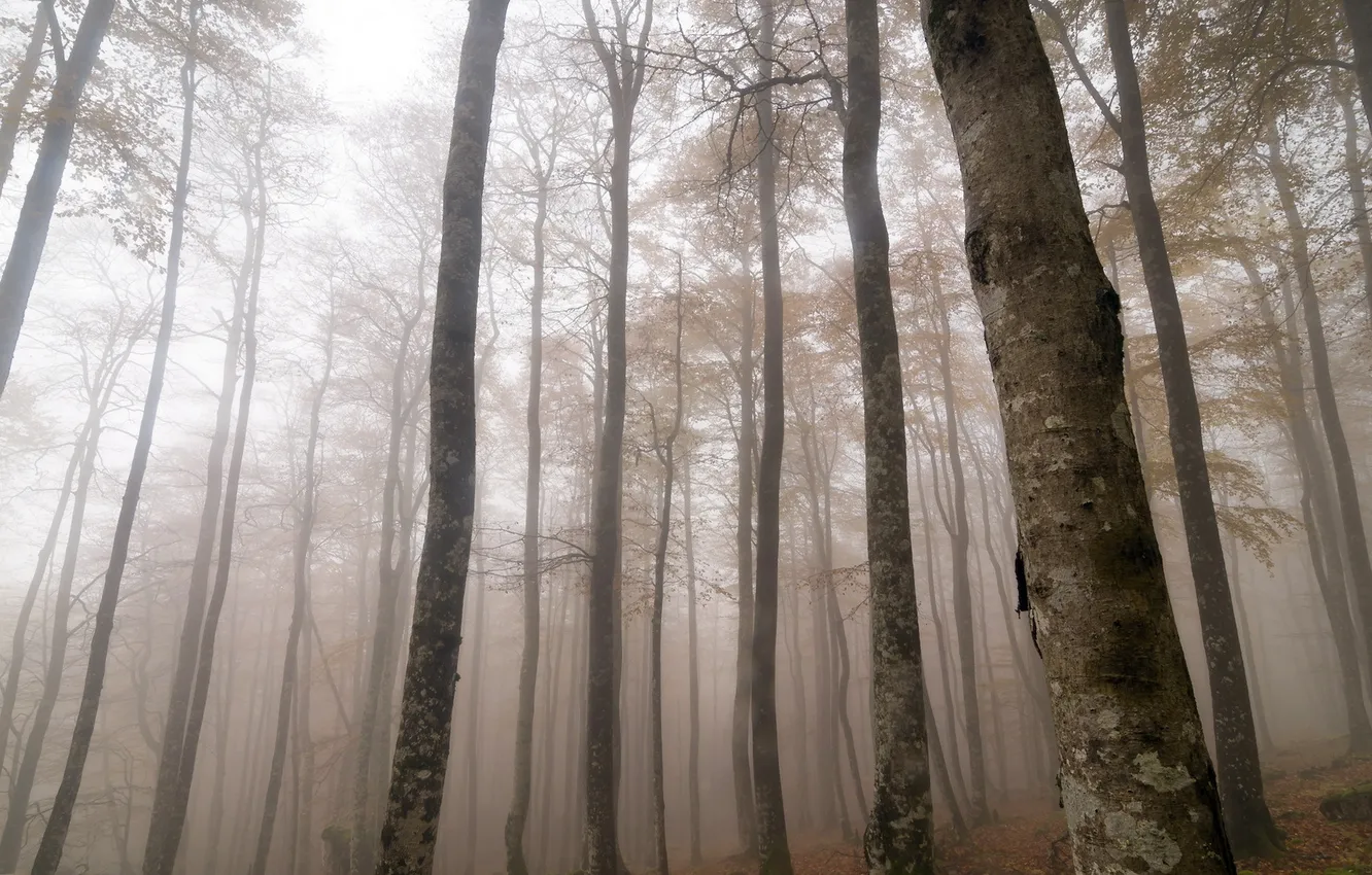 Photo wallpaper forest, landscape, nature, fog