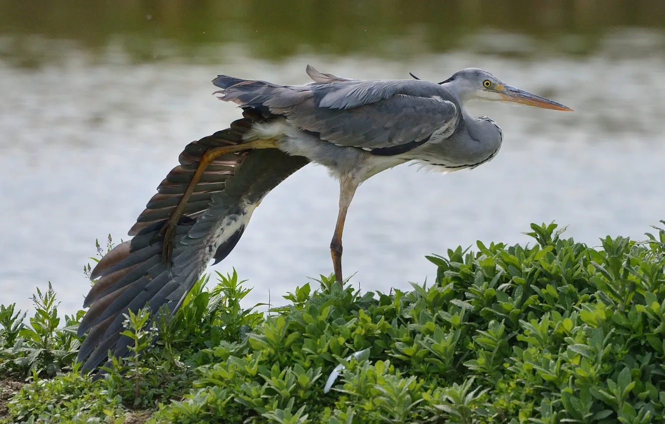 Photo wallpaper nature, bird, wings, paws, beak