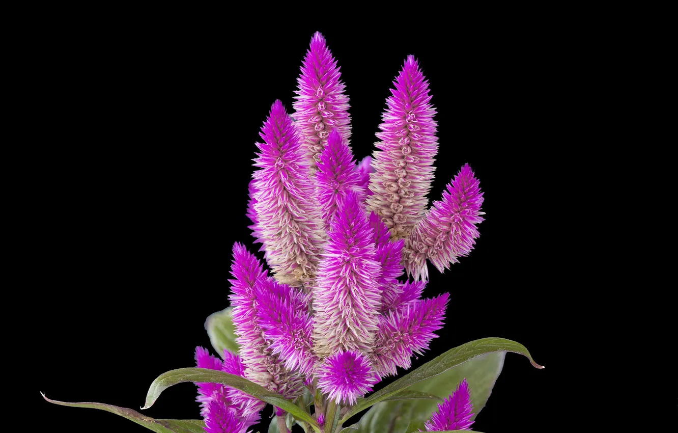 Photo wallpaper leaves, background, exotic, inflorescence