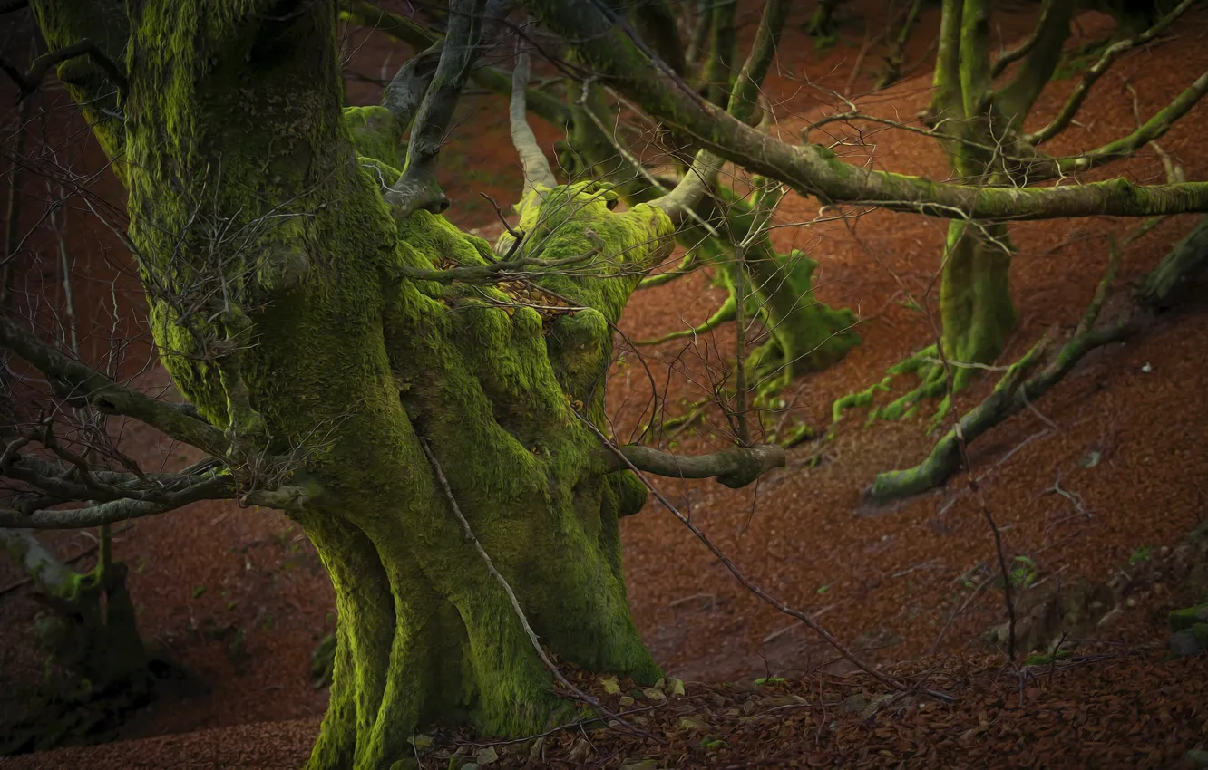 Photo wallpaper forest, trees, moss