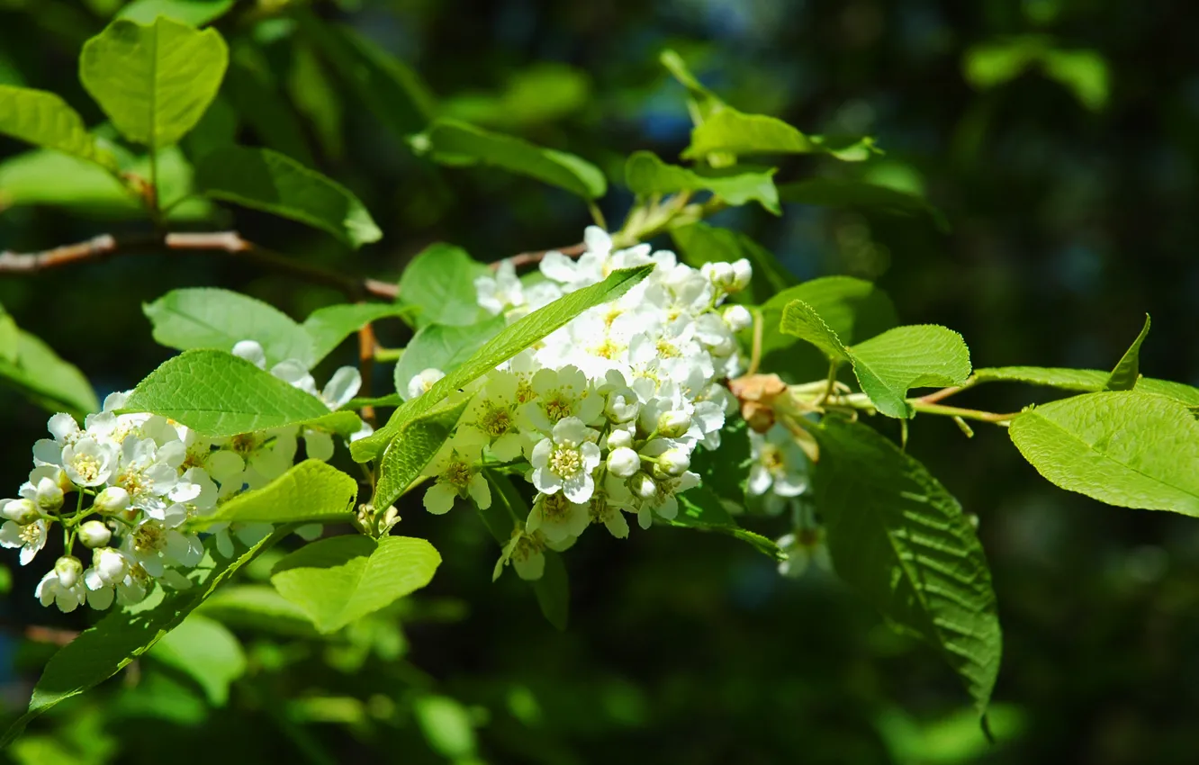 Photo wallpaper spring, flowering, trees, cherry, Flowering