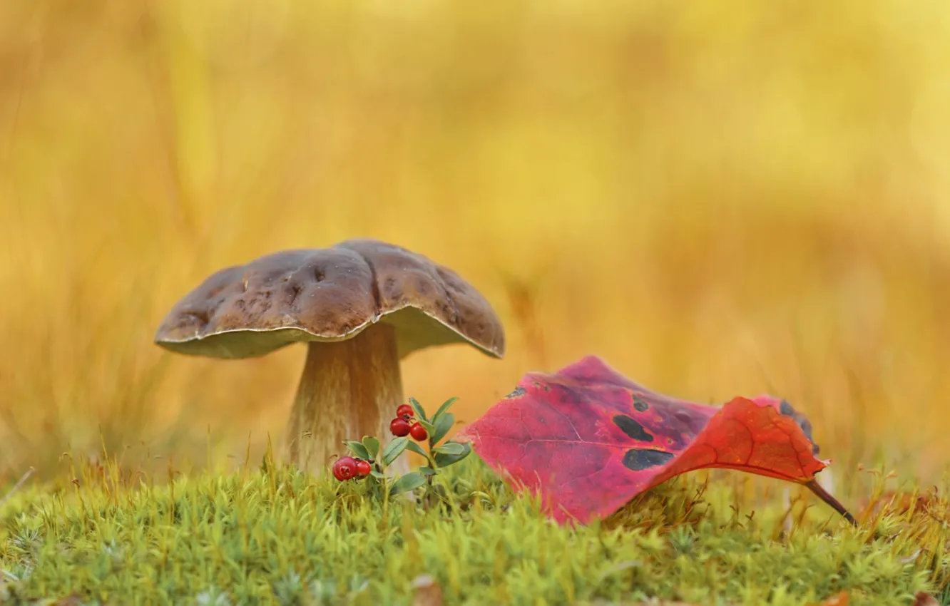 Photo wallpaper mushrooms, leaf, cranberries, Borovik