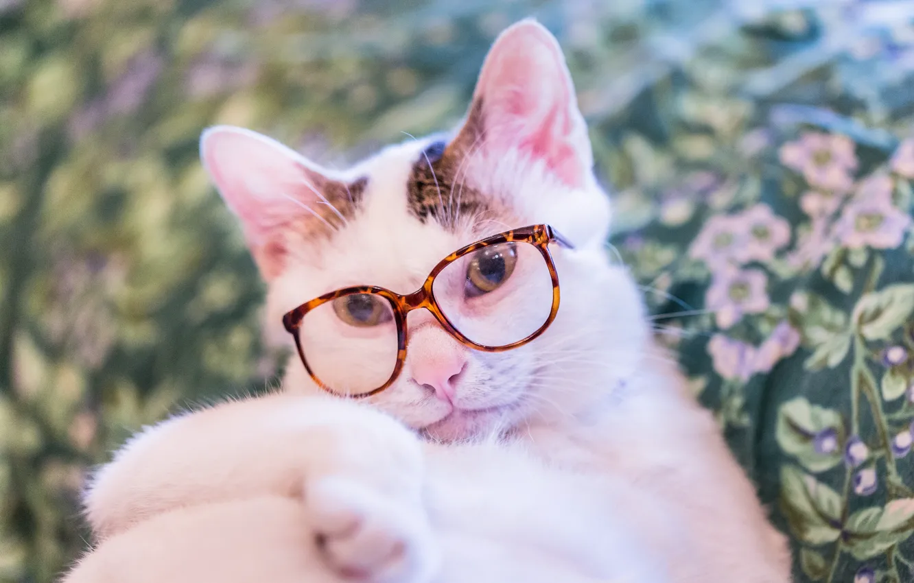 Photo wallpaper cat, cat, look, glasses, Kote