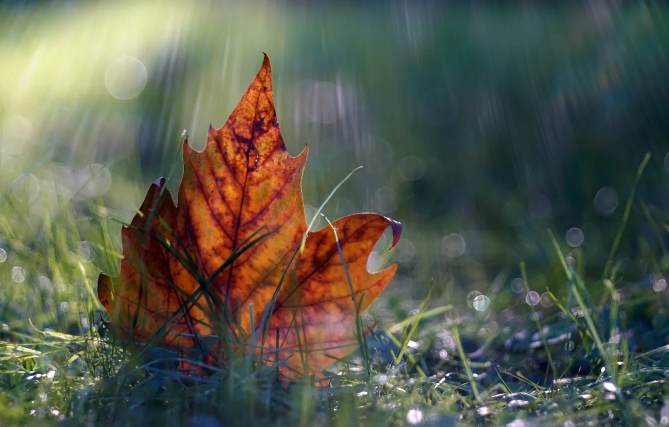 Photo wallpaper leaves, macro, nature