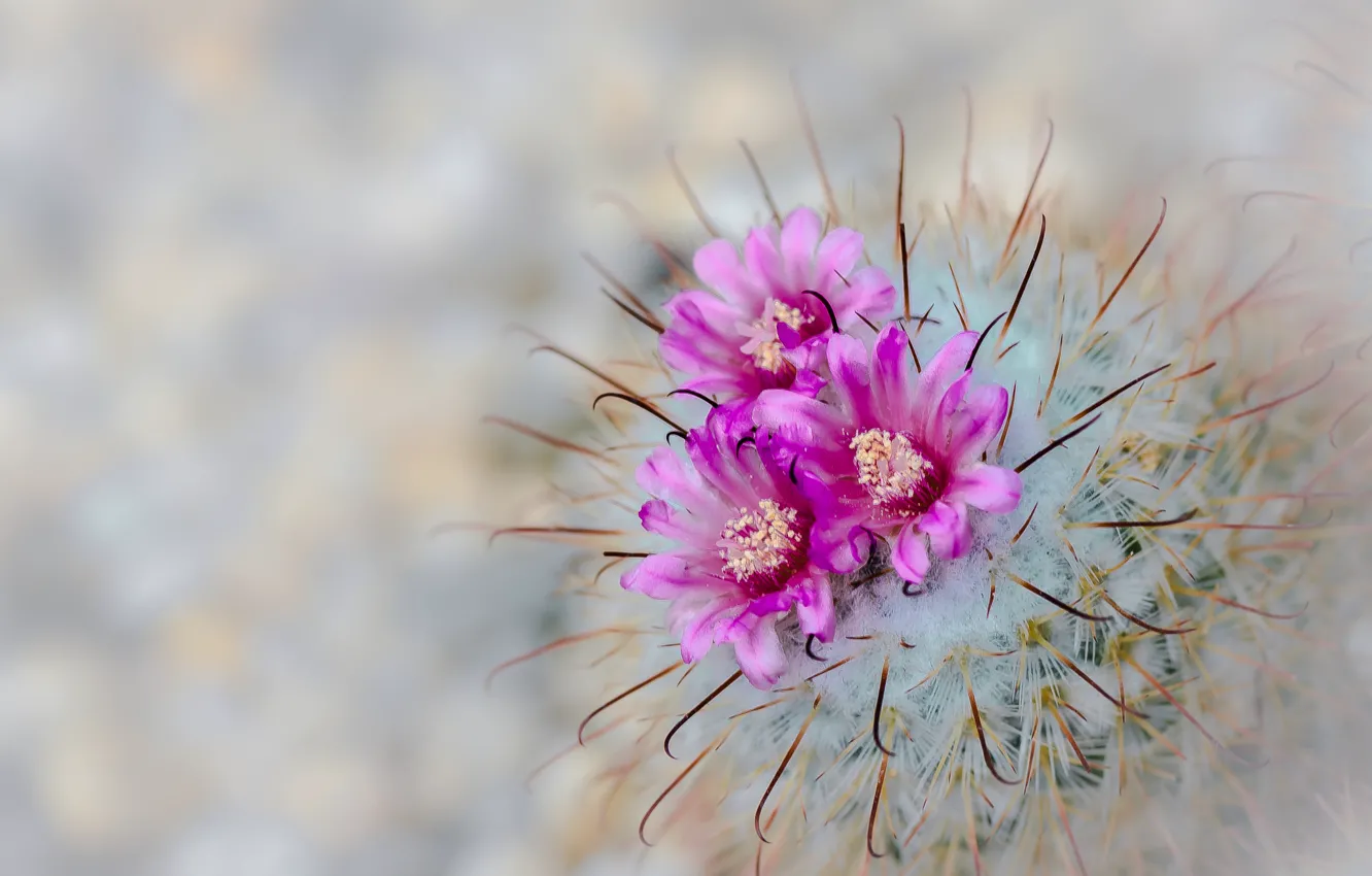 Photo wallpaper macro, flowers, needles, cactus, flowering