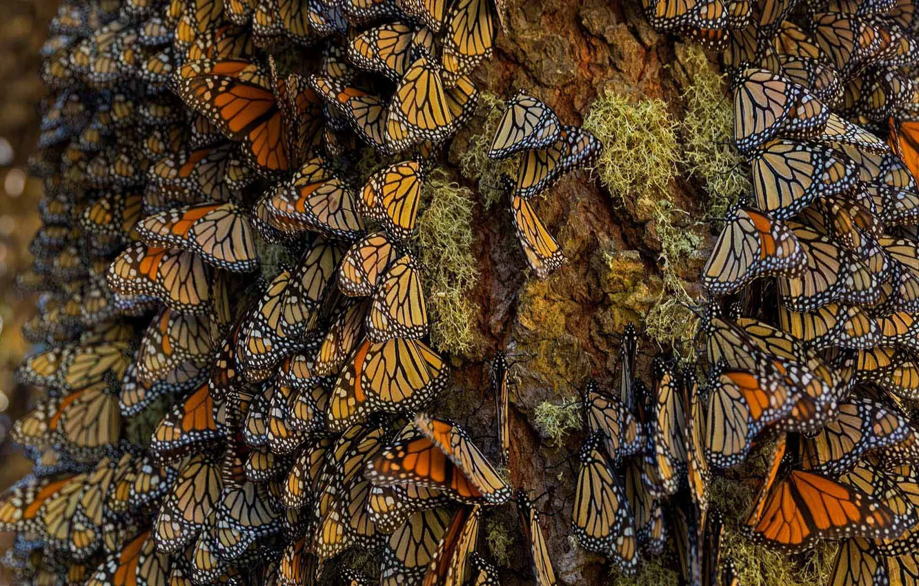 Photo wallpaper butterfly, Mexico, monarch, Mich.