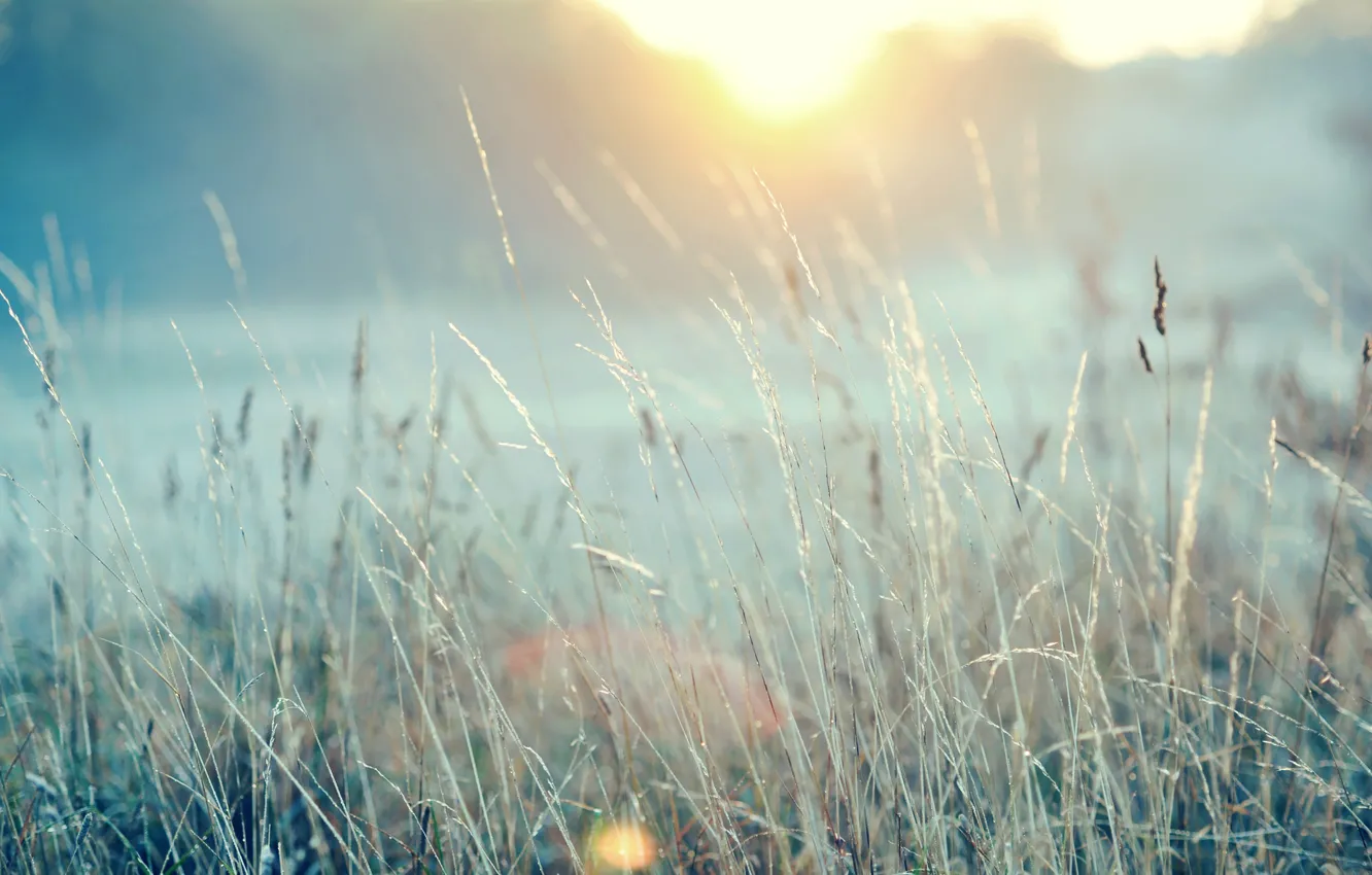 Photo wallpaper field, grass, the sun