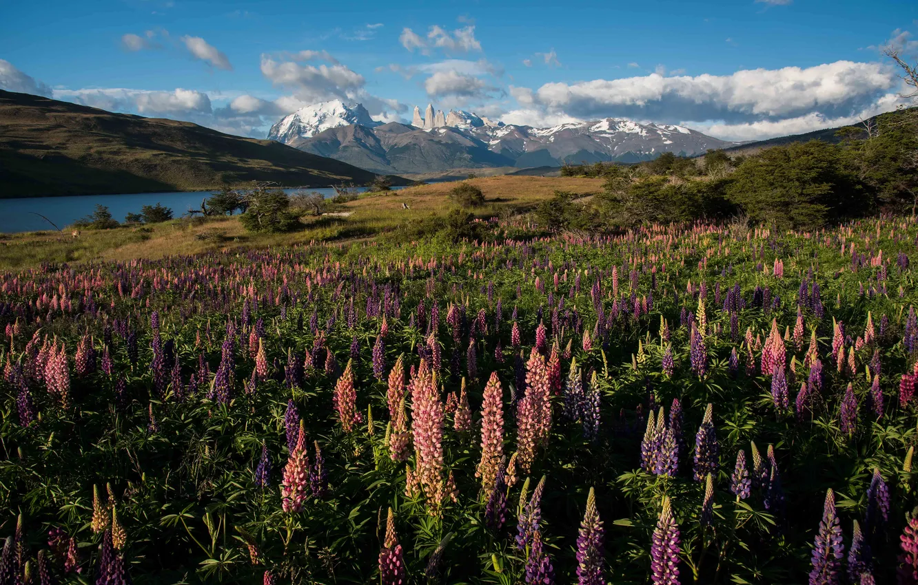 Photo wallpaper field, summer, the sky, clouds, light, snow, flowers, mountains