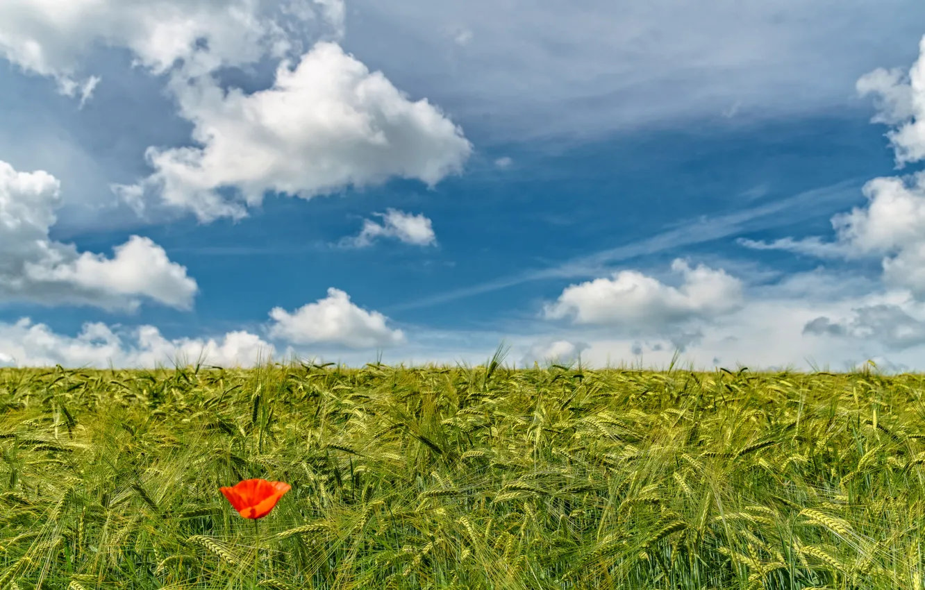 Photo wallpaper flower, field, poppy, wheat