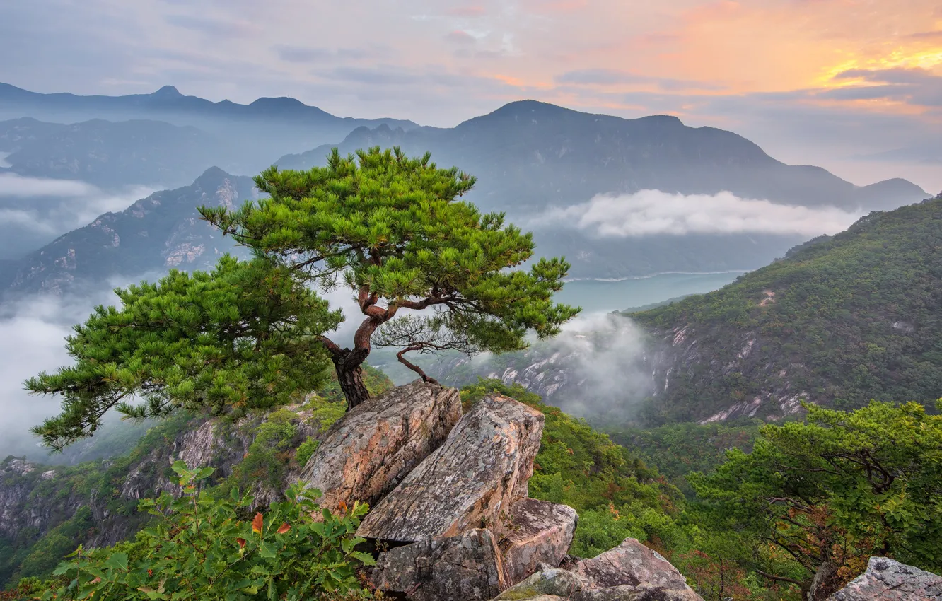 Photo wallpaper clouds, landscape, mountains, nature, fog, tree, rocks, forest