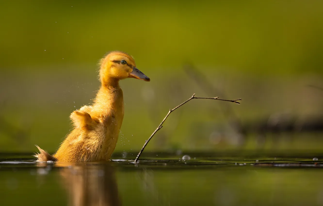 Photo wallpaper water, nature, sprig, duck, chick
