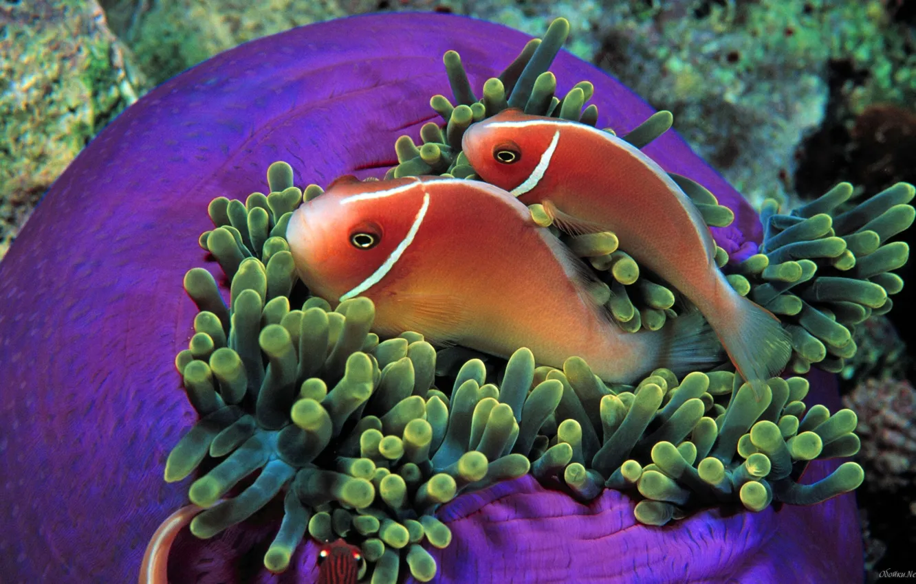 Photo wallpaper water, animal, fish, reef