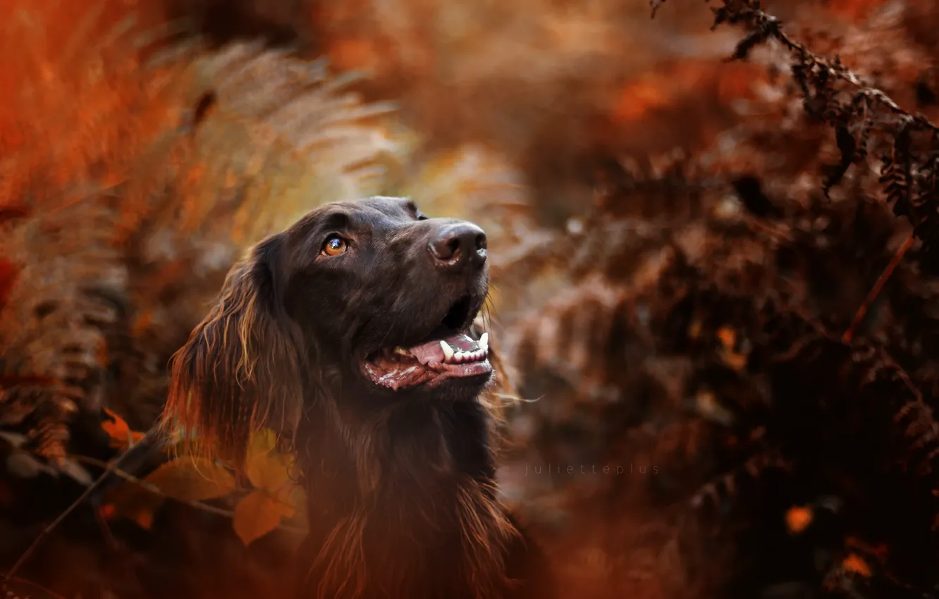 Photo wallpaper autumn, nature, dog