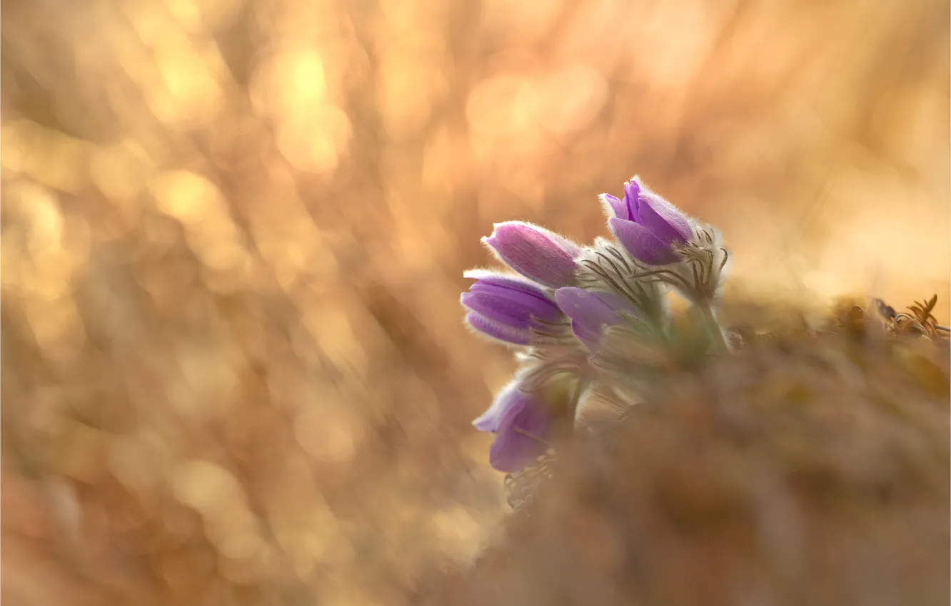 Photo wallpaper light, flowers, glare, background, blur, spring, lilac, bokeh